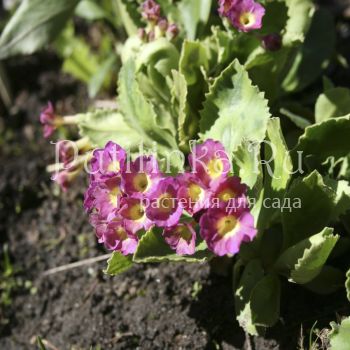 Примула окаймленная (Primula marginata)