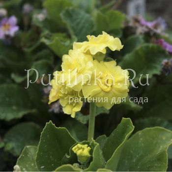 Примула ушковая (Primula auricula)