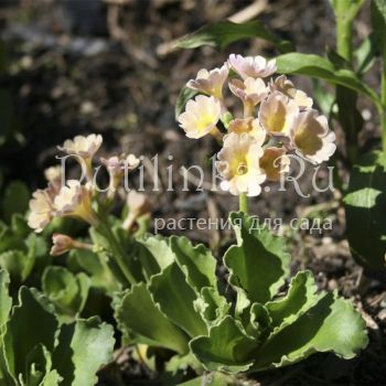 Примула жестковолосистая (Primula hirsuta)