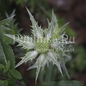 Синеголовник Silver Ghost (Eryngium Silver Ghost)