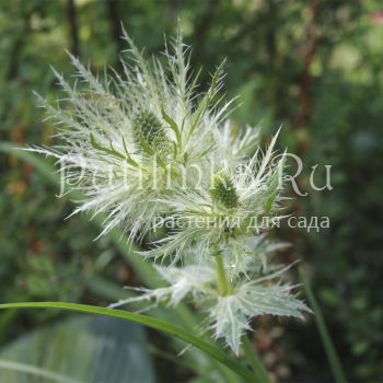 Синеголовник Silver Ghost (Eryngium Silver Ghost)