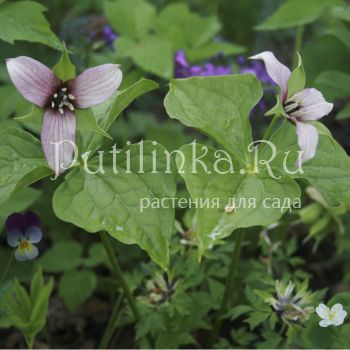 Триллиум прямостоячий (Trillium erectum)