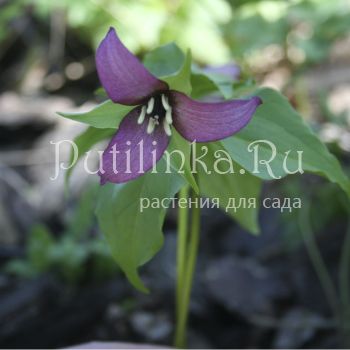 Триллиум прямостоячий (Trillium erectum)