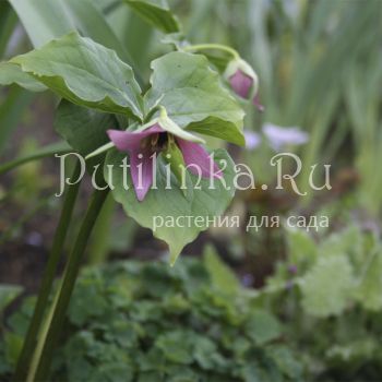 Триллиум прямостоячий (Trillium erectum)