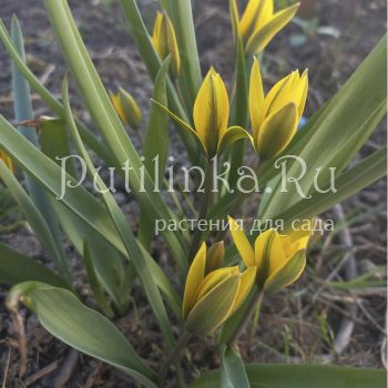 Тюльпан разнолепестный (Tulipa heteropetala)