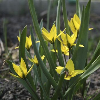 Тюльпан разнолепестный (Tulipa heteropetala)
