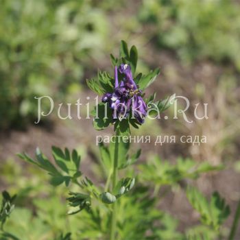 Хохлатка Korn's Purple (Corydalis Korn's Purple)