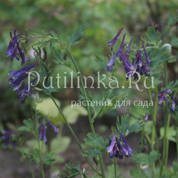 Хохлатка Korn's Purple (Corydalis Korn's Purple)