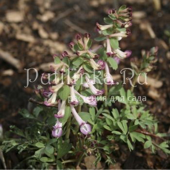 Хохлатка Smile of Spring (Corydalis Smile of Spring)