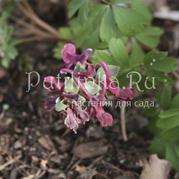 Хохлатка кавказская ( Corydalis caucasica)