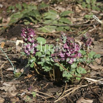 Хохлатка кавказская (C. caucasica)