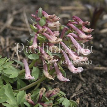 Хохлатка плотная Rose & White (Corydalis solida Rose & White)