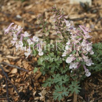 Хохлатка плотная Rose & White (C. solida Rose & White)