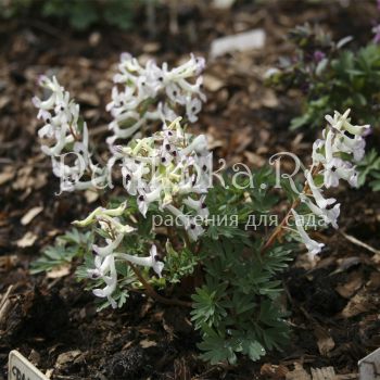 Хохлатка плотная Озорница (Corydalis solida Озорница)