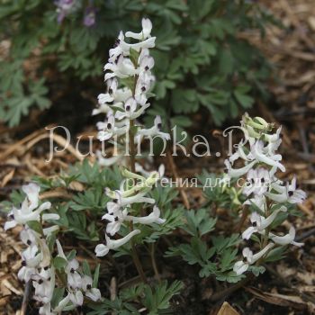 Хохлатка плотная Озорница (C. solida Озорница)