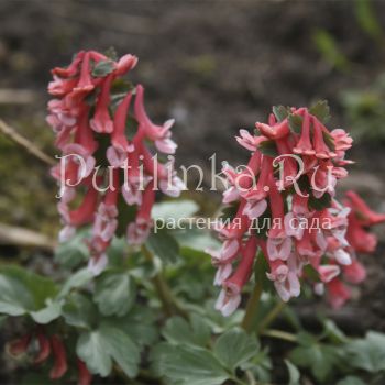 Хохлатка плотная Falls of Nimrodel (Corydalis solida Falls of Nimrodel)