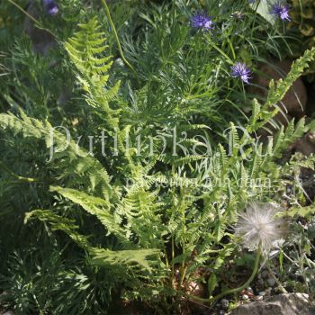 Щитовник мужской (Dryopteris filix-mas Linearis Polydactylon)