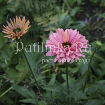 Эхинацея SunSeekers Rainbow (Echinacea SunSeekers Rainbow)