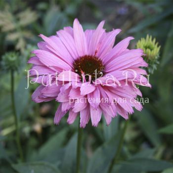 Эхинацея SunSeekers Rainbow (Echinacea SunSeekers Rainbow)