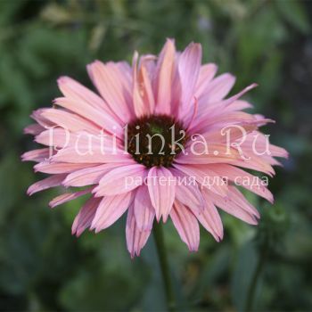 Эхинацея SunSeekers Rainbow (Echinacea SunSeekers Rainbow)