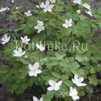 Равноплодник, Изопирум василистниковый (Isopyrum thalictroides)