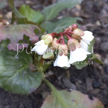 Бадан Beetchoven (Bergenia Beetchoven)