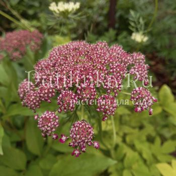 Дикая морковь (Daucus carota)