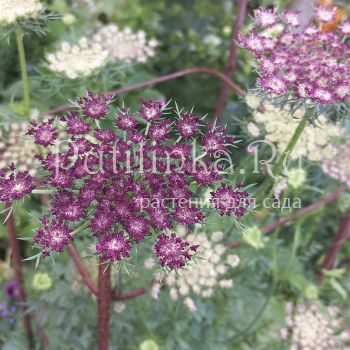 Дикая морковь (Daucus carota)