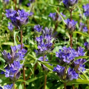 Горечавка даурская (Gentiana dahurica)