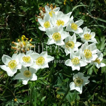 Анемона нарциссоцветковая (Anemone fasciculata)