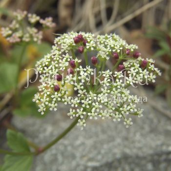 Лигустикум шотландский (Ligusticum scoticum)