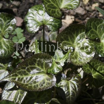 Бизия калужницелистная (B. calthifolia)