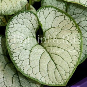 Бруннера Sea Heart (Brunnera Sea Heart)