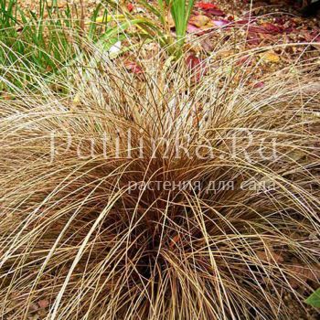 Осока власовидная Bronzita (Carex comans Bronzita)