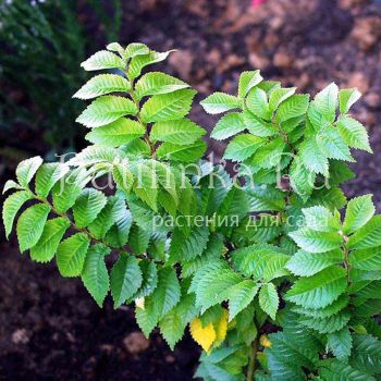 Вяз мелколистный (Ulmus pumila)