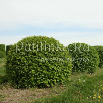 Вяз мелколистный (Ulmus pumila)