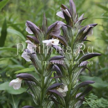 Акант длиннолистный (Acanthus longifolius)