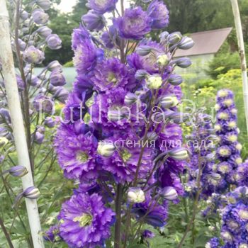 Дельфиниум новозеландский (Delphinium условное название Хамелеон)