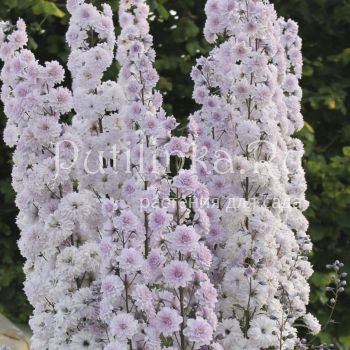 Дельфиниум Cha Cha (Delphinium Cha Cha)