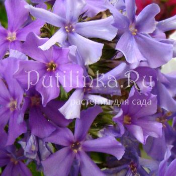 Флокс метельчатый Заповедь (Харченко Е.Д)**