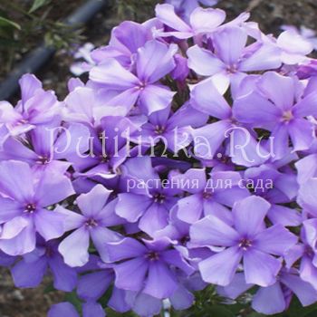 Флокс метельчатый Заповедь (Харченко Е.Д)**