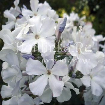 Флокс метельчатый Небеса (Репрев Ю.А.)**