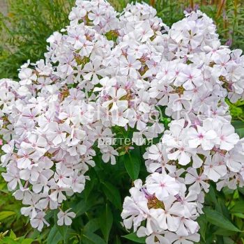 Флокс метельчатый Небеса (Репрев Ю.А.)**