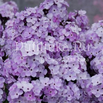 Флокс метельчатый Оптимист (Константинова Е.А.)**