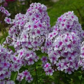 Флокс метельчатый Сильфида (Корчагин В.В., Борисова В.Г.)
