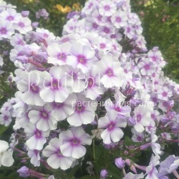 Флокс метельчатый Сильфида (Корчагин В.В., Борисова В.Г.)