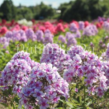 Флокс метельчатый Сильфида (Корчагин В.В., Борисова В.Г.)