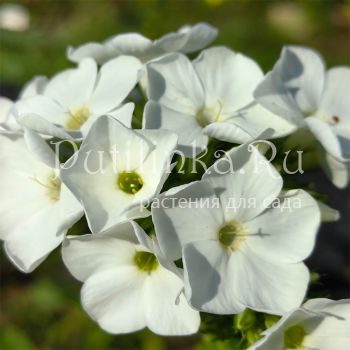 Флокс метельчатый Акселерат (Сурикова В. Я.)"