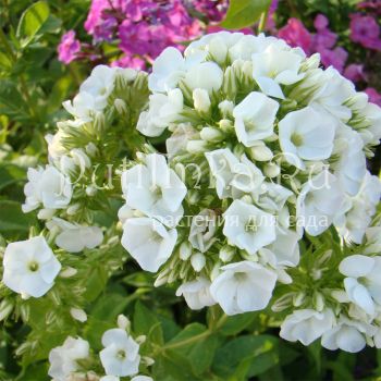 Флокс метельчатый Акселерат (Сурикова В. Я.)"