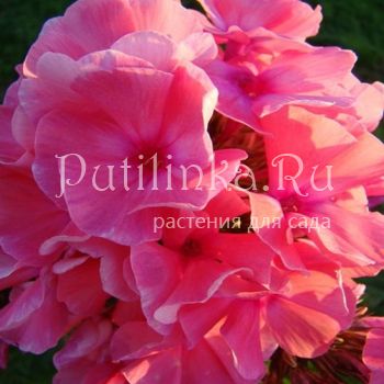 Флокс метельчатый Воздушный поцелуй (Сурикова В. Я.)"